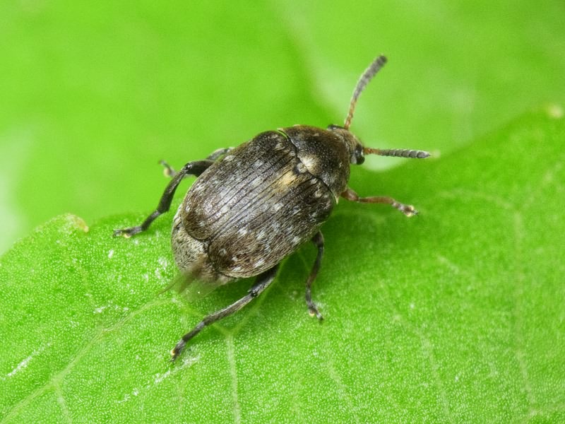 Bruchus atomarius (Linnaeus, 1761)
